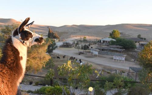 boutique hotels in Mitzpe Ramon