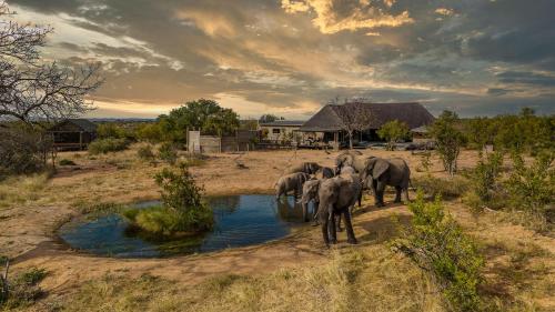 boutique hotels in Balule Conservancy